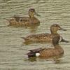 blue-winged-teal-male-and-two-females