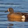 blue-winged-teal-male