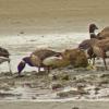 brant-feeding-on-seaweed-near-ferry-terminal-gustavus
