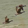 brant-in-flight-gustavus