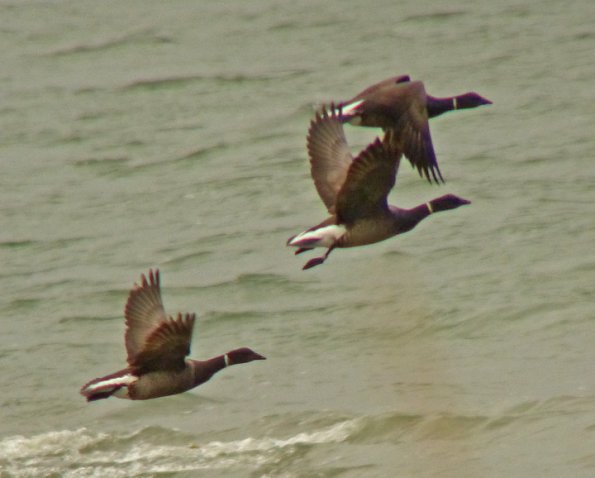brant-in-flight-gustavus