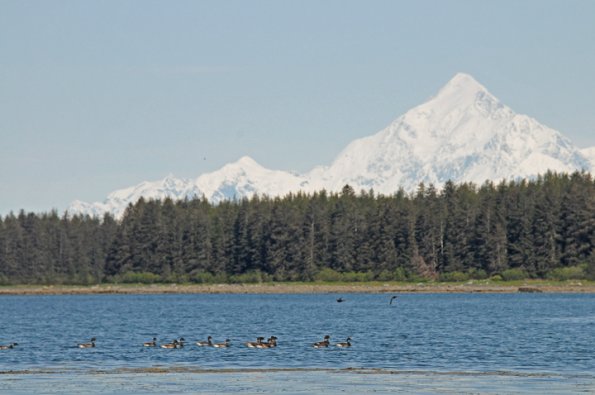 brant-mt.-saint-elias