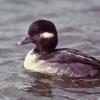 bufflehead-female-modified