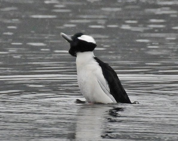 bufflehead-male-stretching