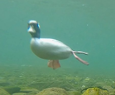 bufflehead-male-underwater-01