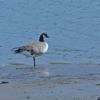 canada-geese-3-lesser-left-2-vancouver-right-