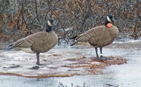 canada-geese-dusky