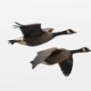 canada-geese-in-flight-2_1313775207
