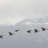 canada-geese-in-flight-3