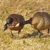 canada-goose-interaction-gustavus