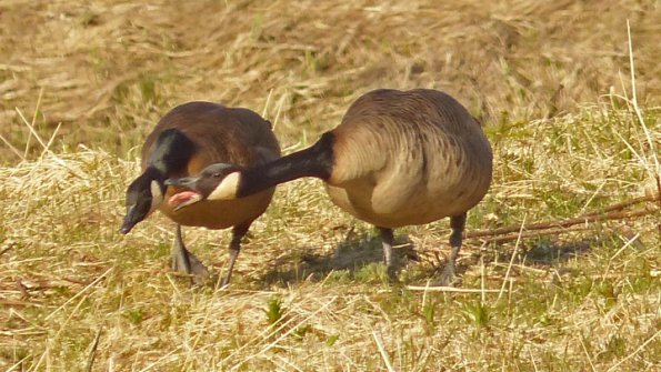 canada-goose-interaction-gustavus