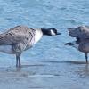 canada-goose-lesser-subspecies