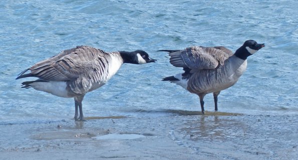 canada-goose-lesser-subspecies