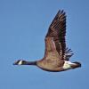 canada-goose-vancouver-1