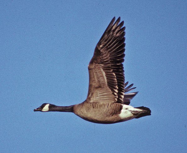 canada-goose-vancouver-1
