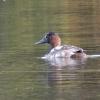 canvasback-mendenhall-campground
