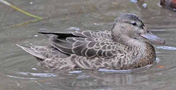 cinnamon-teal-adult-female