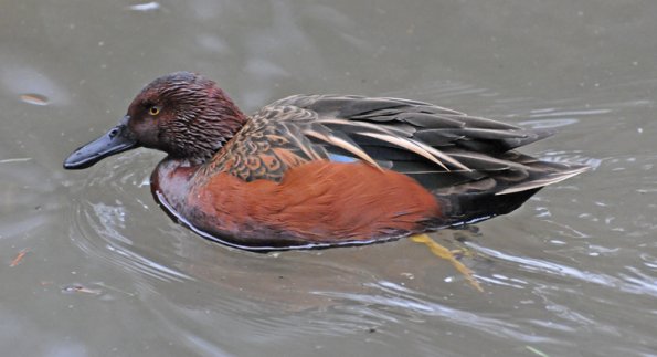 cinnamon-teal-adult-male