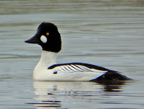 common-goldeneye-adult-male
