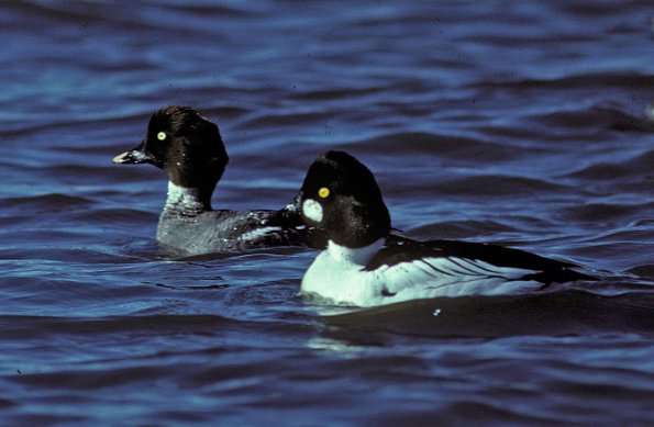 common-goldeneye-pair