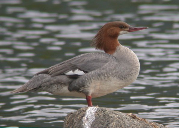 common-merganser-female
