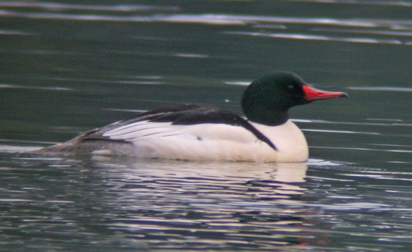 SAMSUNG DIGITAL CAMERA