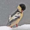 common-merganser-male-preening-in-the-snow
