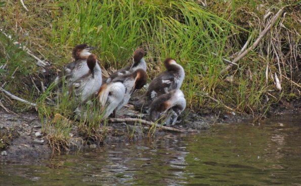 common-merganser-young-preening