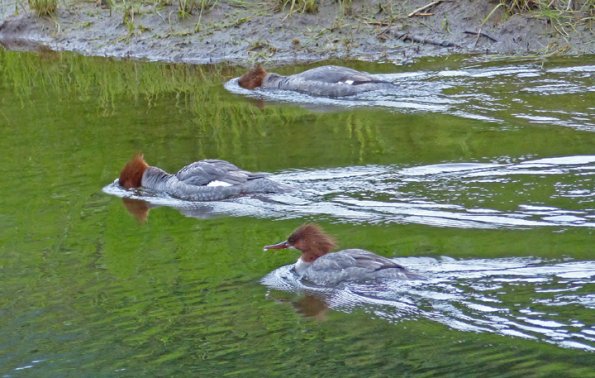 common-mergansers-females