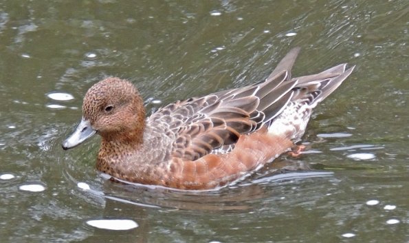 eurasian-wigeon-female