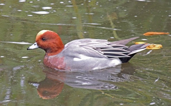 eurasian-wigeon-male