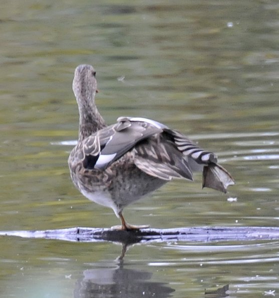 gadwall-female-in-anchorage