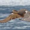 gadwall-male-in-flight