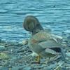 gadwall-preening-at-2-640-mm
