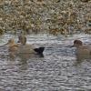 gadwalls-at-steep-creek