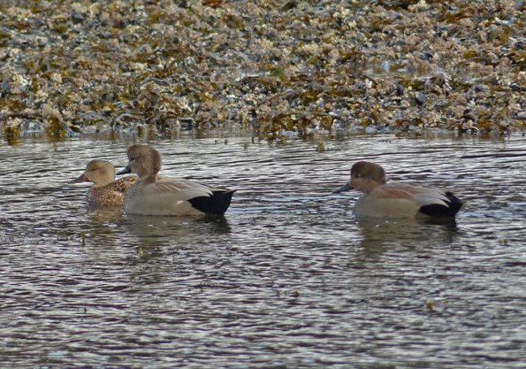 gadwalls-at-steep-creek