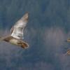 gadwalls-in-flight-2-female-left-and-male