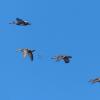 gadwalls-in-flight-sheep-creek-march-22-2014