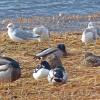 gadwalls-mallards-gulls-and-a-common-goldeneye