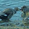 gadwalls-touching-beaks-at-1-782-mm