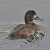 greater-scaup-female-in-anchorage