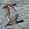 greater-scaup-in-flight