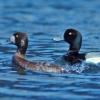 greater-scaup-male-and-female