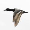 greater-scaup-male-in-flight