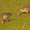 greater-white-fronted-geese-gustavus-may