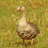 greater-white-fronted-goose-gustavus