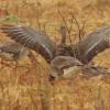 greater-white-fronted-goose-stretching