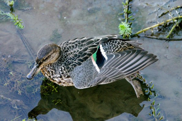 green-winged-teal-female