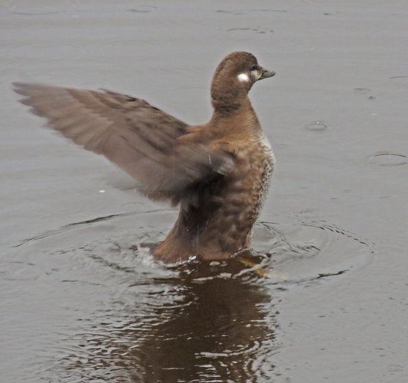harlequin-duck-adult-female