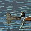 harlequin-duck-male-and-female